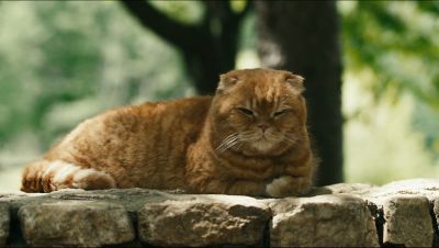 Un gatto si sta addormentando su un muretto al sole