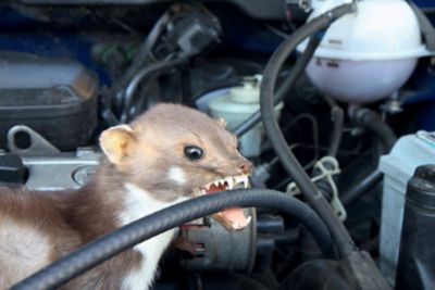 Ein Marder sitzt im Motorraum eines Autos und beißt in einen Schlauch.