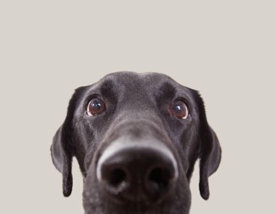 Kopf eines schwarzen Hundes.