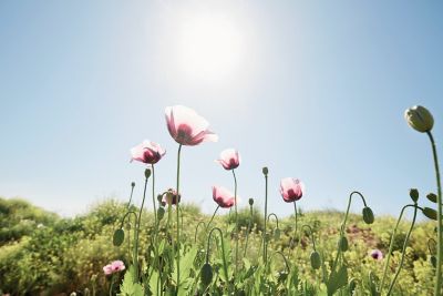 Frühlingsblumen auf einer sonnenbeschienen Wiese.