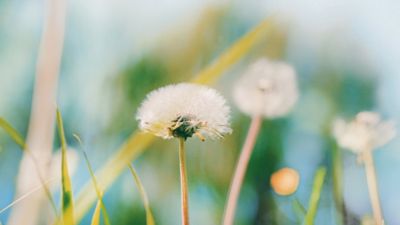 Pusteblumen auf einer sonnenbeschienen Wiese.