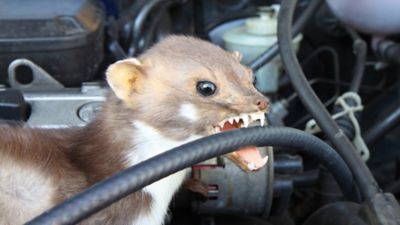 Ein Marder sitzt im Motorraum eines Autos und beißt in einen Schlauch.
