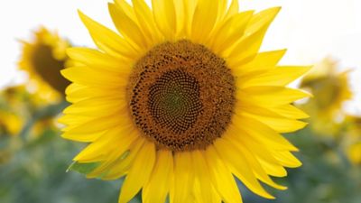 Blüte einer Sonnenblume.