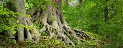 Mächtige Wurzel eines großen Baumes auf einer Waldlichtung