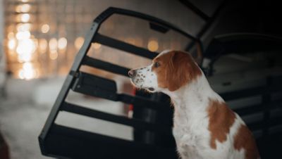 En hund titter ut av et åpnet but i bagasjerommet på en bil. Foto.