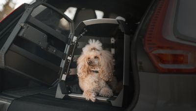 En liten hund titter ut av et åpnet but i bagasjerommet på en bil. Foto.