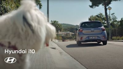 Ein Hyundai i10 von hinten gesehen, fährt eine Straße in einem Wohngebiet entlang, im Vordergrund der Kopf eines Hundes.