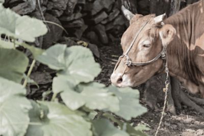 Mucca che mangia foglie verdi