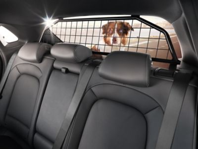 Bilde av en hund i bagasjerommet på en bil med en skillegrind. Foto.