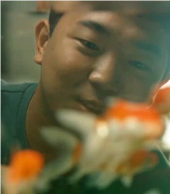 Close-up of a boy looking at goldfish swimming in an aquarium