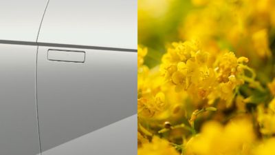 Fahrzeugtür und Rapsblüten: Symbolbild für den Einsatz von Bio-Lacken im Hyundai IONIQ 5.  