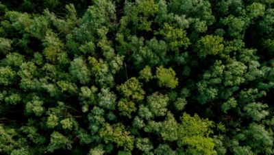 Wang Chul Shin, Präsident von Hyundai Deutschland pflanzt mit einem Helfer von Plant-my-Tree einen Baum im IONIQ Wald.