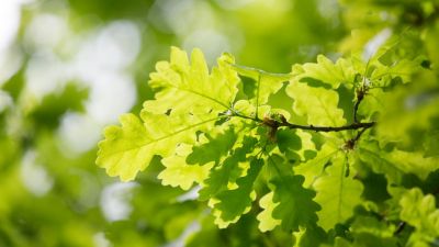 Nahaufnahme von grünen Eichenblättern