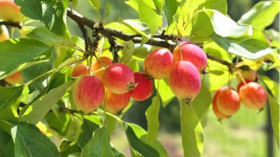 Nahaufnahme von Früchten des Wildapfelbaumes an einem Zweig hängend