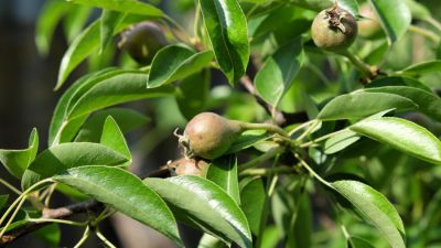 Nahaufnahme von Früchten der Wildbirne an einem Zweig hängend
