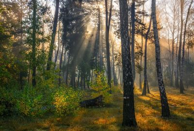 Eine sonnendurchflutete Waldlichtung.