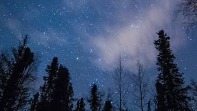 Ein nächtlicher Sternenhimmel, von einer Waldlichtung aus gesehen.